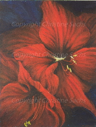 NetObjects Fusion 2013